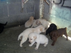 lindos labradores - mejor precio | unprecio.es