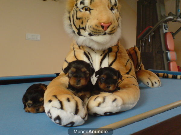 preciosos cachorros de yorkshire