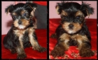 Yorkshire terrier - mejor precio | unprecio.es