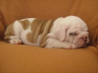 100 - Juguetón Inglés bulldog cachorros listos - mejor precio | unprecio.es