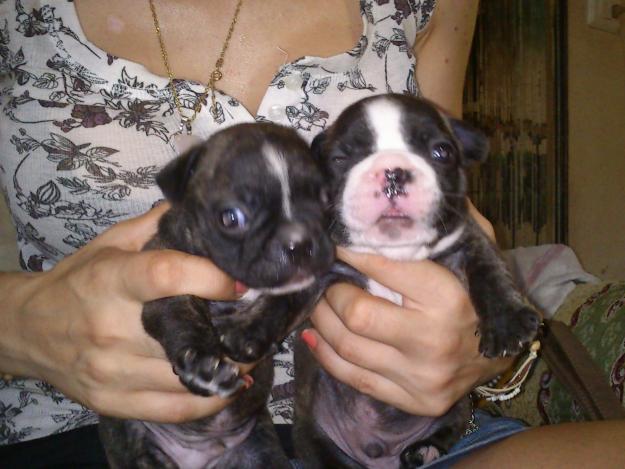 BULLDOG FRANCES