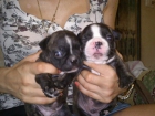BULLDOG FRANCES - mejor precio | unprecio.es