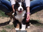 Cachorros Boyero de Berna 350€ - mejor precio | unprecio.es
