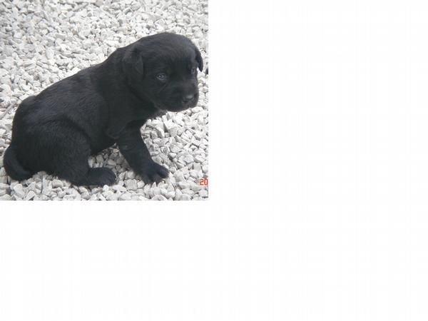 Cachorros de Labradores Retriever