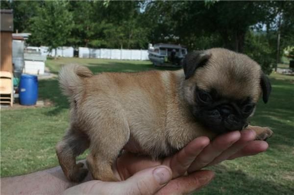 Cachorros Pug