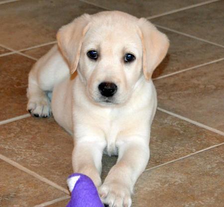 Deseo un cachorrito labrador dorado...