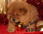 Increíble Chow-chow, tu cachorro - mejor precio | unprecio.es