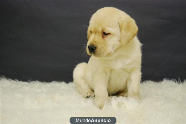 Labrador eXCELENTES eJEMPLARES CACHORROS