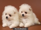 lulu de pomerania - mejor precio | unprecio.es