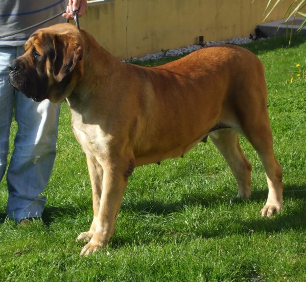 mastiff ingles