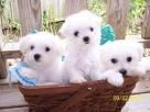 que me regalen bichon maltes embra