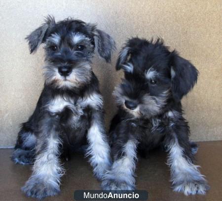 SCHNAUZER MINIATURA  250 EUROS