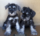 SCHNAUZER MINIATURA  250 EUROS - mejor precio | unprecio.es
