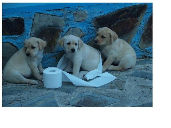 SE VENDE CAMADA DE LABRADOR, URGE