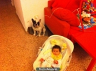 Vendo bulldog frances hembra 2 años (175 €) - mejor precio | unprecio.es