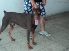 Vendo cachorritos dobermann sepia - mejor precio | unprecio.es