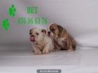 Bulldog ingles, pura raza y buen precio - mejor precio | unprecio.es