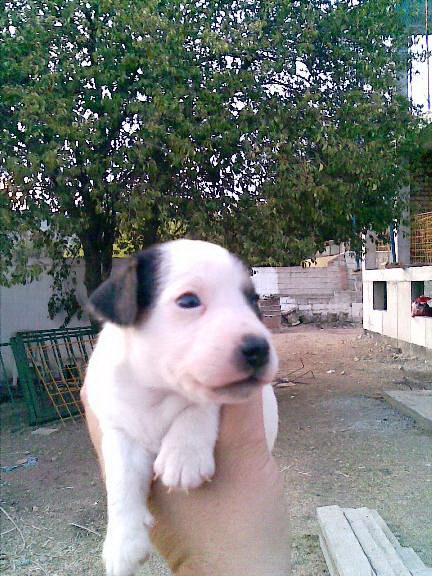cachorros JACK RUSSELL con PEDIGREE