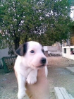 cachorros JACK RUSSELL con PEDIGREE - mejor precio | unprecio.es