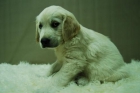 Golden Retriever -. Excelentes Cachorretes Disponibles -. Nueva Camada - mejor precio | unprecio.es