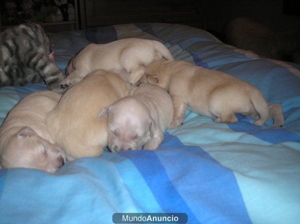Preciosa camada de golden retriever