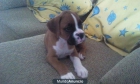 se vende precioso cachorro boxer - mejor precio | unprecio.es