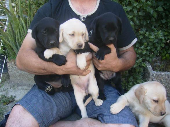 Se venden cachorros de labrador.