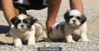 SHIH TZU BARCELONA 300€UROS - mejor precio | unprecio.es