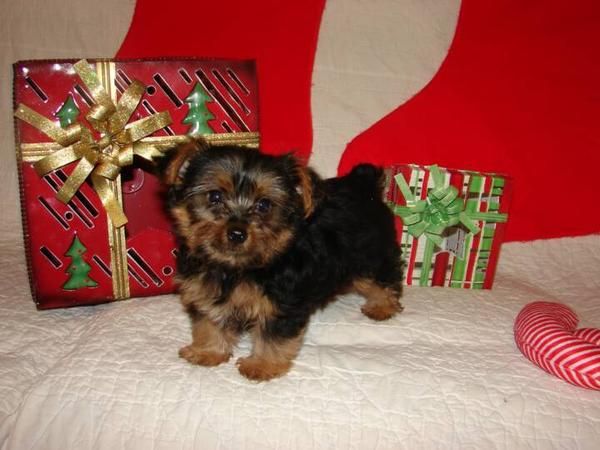 ultima hembrita yorkshire terrier con pedigri