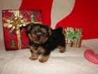 ultima hembrita yorkshire terrier con pedigri - mejor precio | unprecio.es