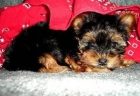 Yorkshire terrier standard,cachorros con pedigree - mejor precio | unprecio.es