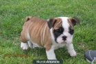 alto estándar Inglés bulldog cachorro para re hooming - mejor precio | unprecio.es