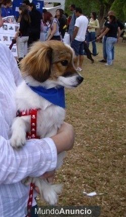 cachorro en adopcion