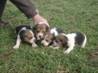 CAMADA BEAGLE CON PEDIGREE - mejor precio | unprecio.es