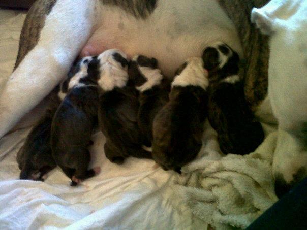 Camada Pitbull