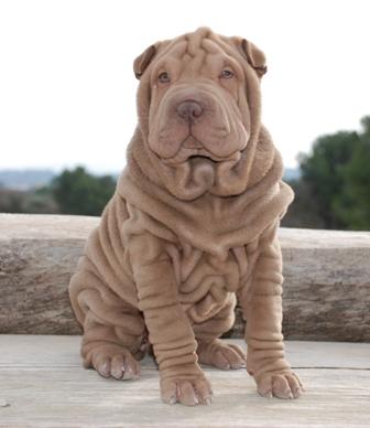 Dragon de Koshi Shar-Pei