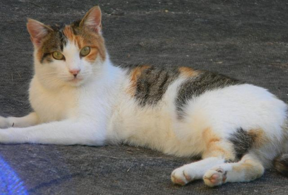 Estrella Noelia gata tricolor en adopción. Urge sacrala de la colonia