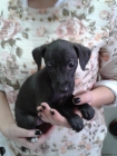 Galgo italiano - mejor precio | unprecio.es