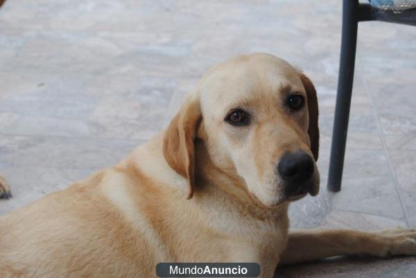 LISA, una lindura de perrita abandonada en el monte