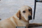 LISA, una lindura de perrita abandonada en el monte - mejor precio | unprecio.es