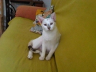 Malva, gatita guapa y 100% bonachona - mejor precio | unprecio.es