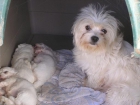 preciosa camada bichón maltés - mejor precio | unprecio.es