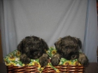 SCHNAUZER MACHO SAL Y PIMIENTA 250 EUROS - mejor precio | unprecio.es