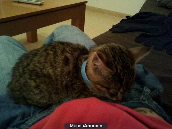se regala gatita