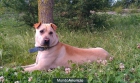 Se regala perrita Mix Shar pei/Labrador - mejor precio | unprecio.es