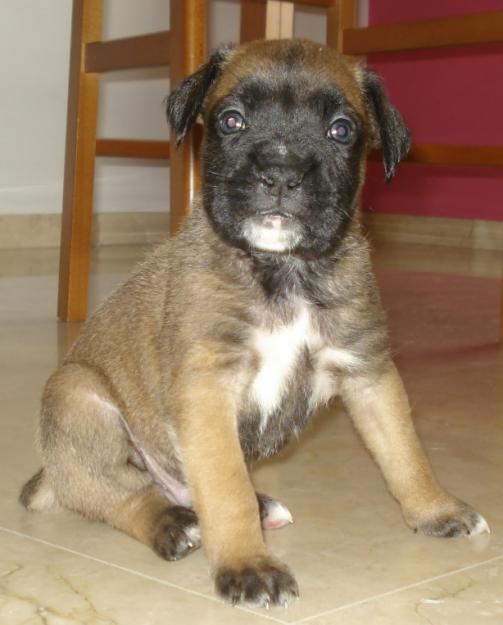 Se vende Cahorros Raza Boxer