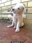vendo cachorro - mejor precio | unprecio.es