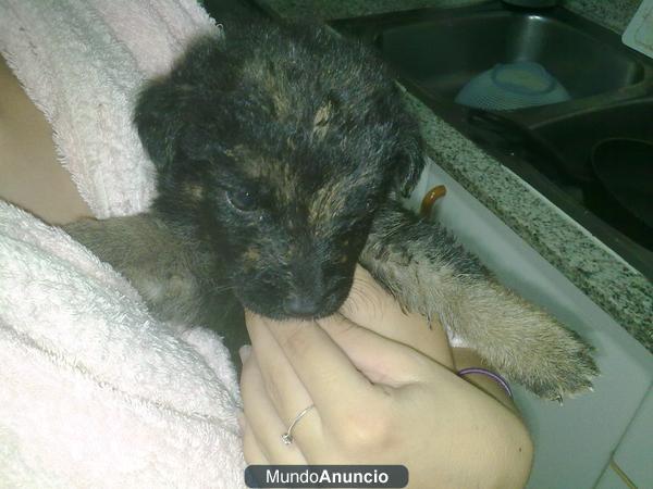 Se regala cachorra pastor alemán