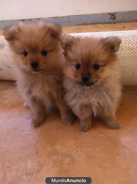cachorro de pomerania