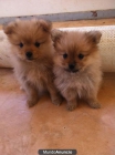 cachorro de pomerania - mejor precio | unprecio.es